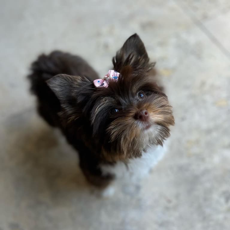 Dolly the Parti Yorkie