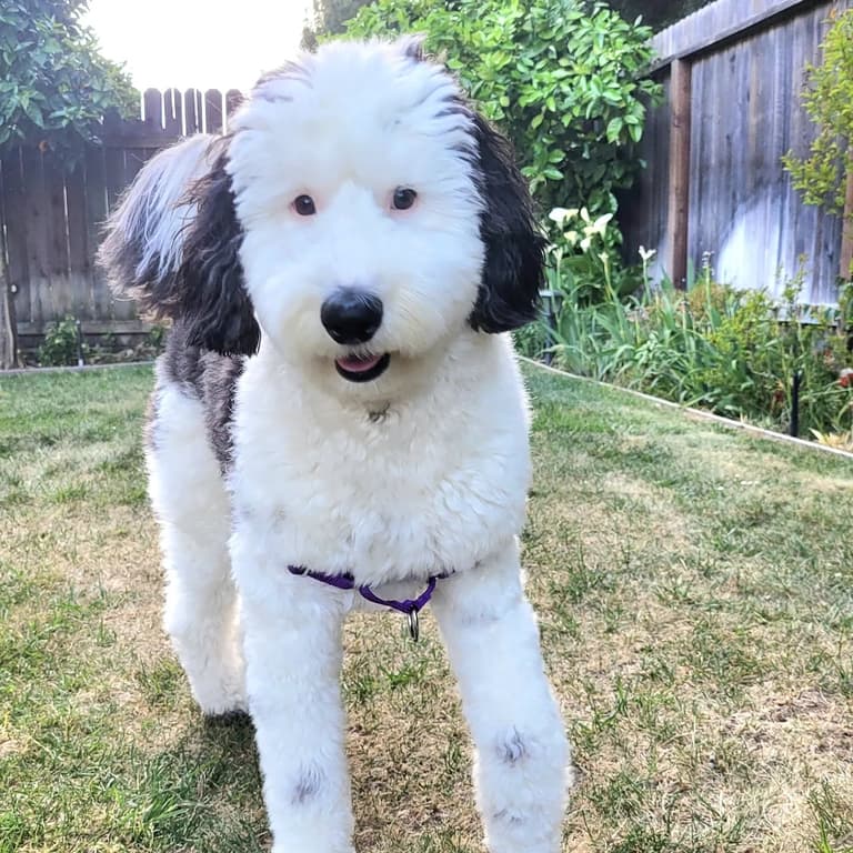 Sheepadoodle