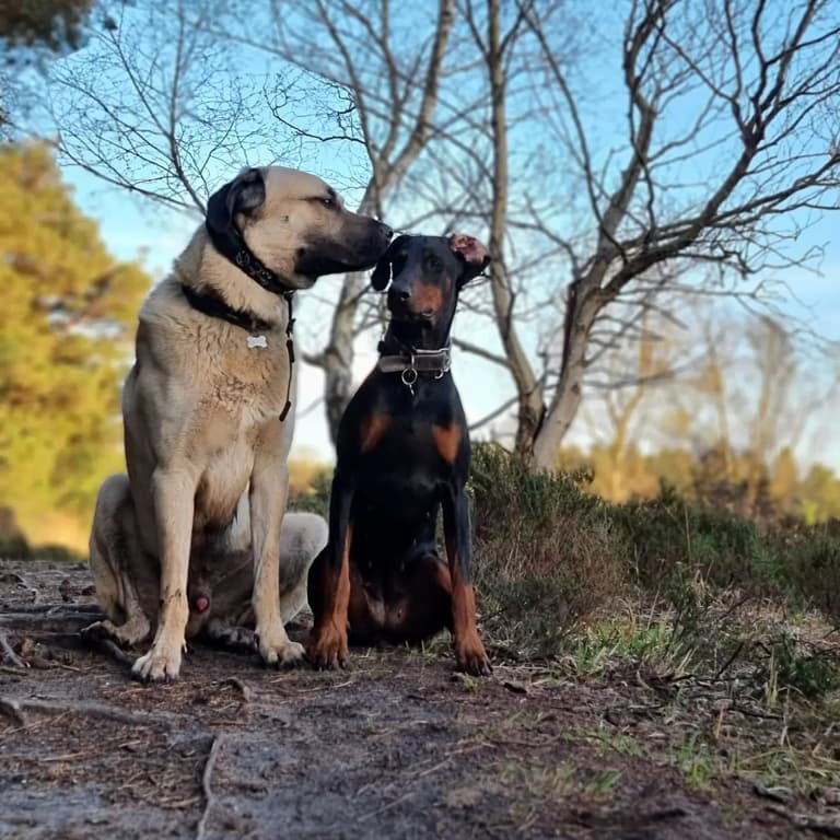 Kangal Dog
