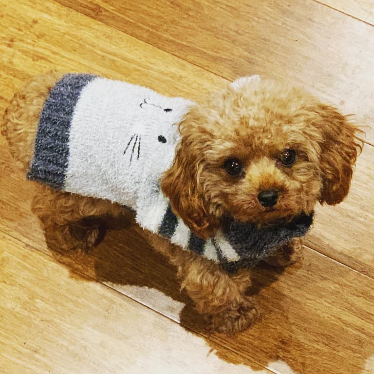 Rodney: Teacup Poodle