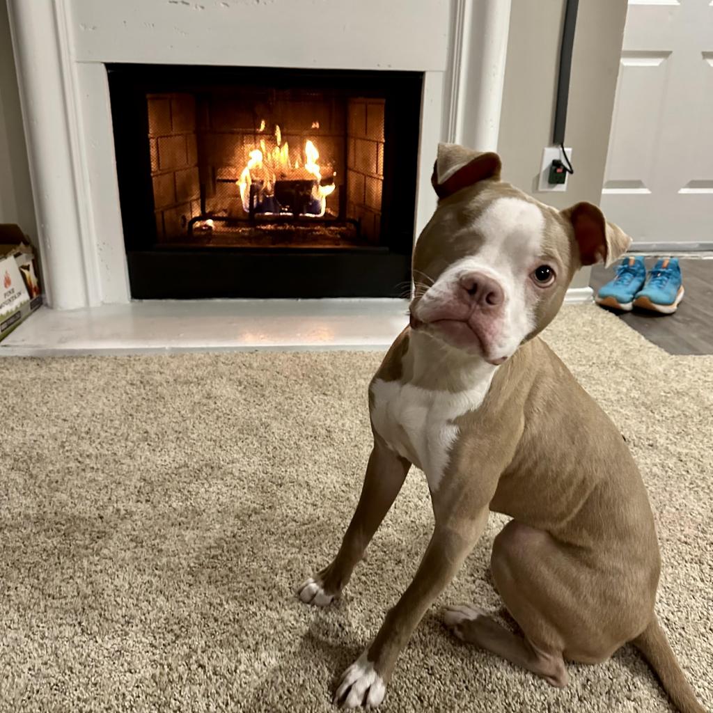 One Eye, Full Heart: A Boxer's Inspiring Journey From Stray to Survivor