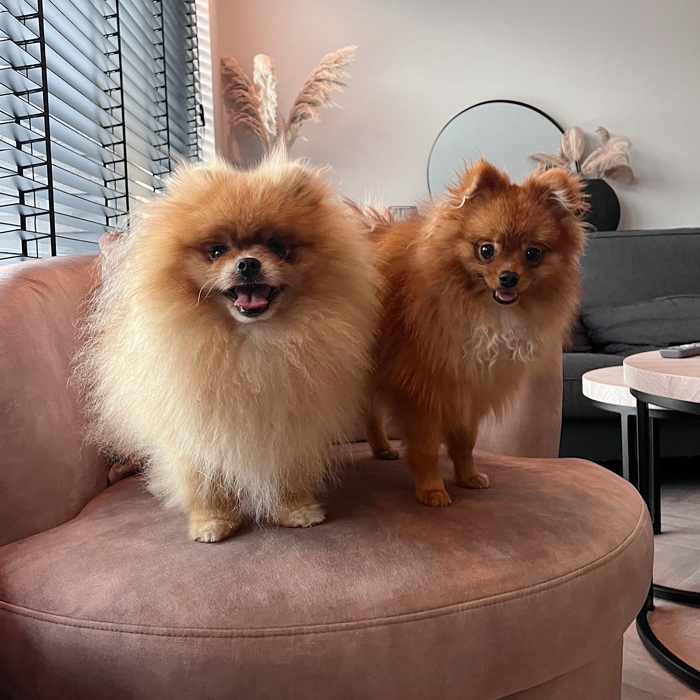 Extra-Fluffy Dog Breeds