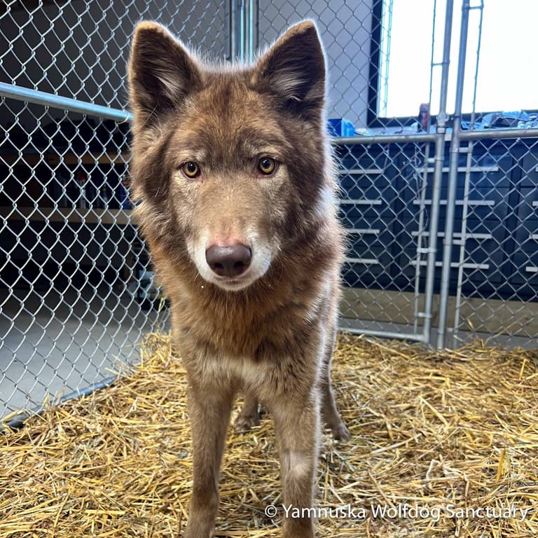 Wolfdog