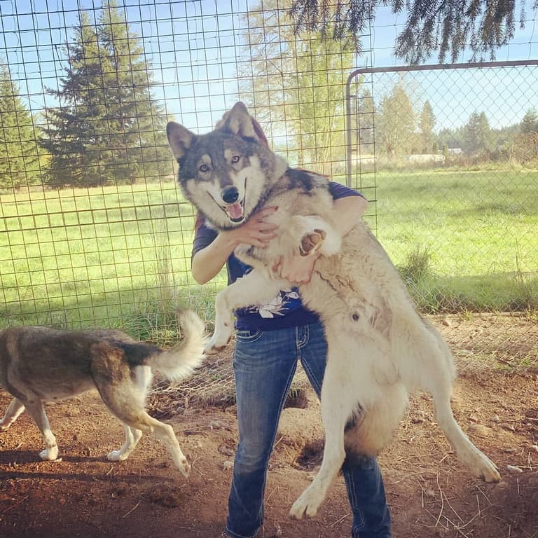 Wolfdog