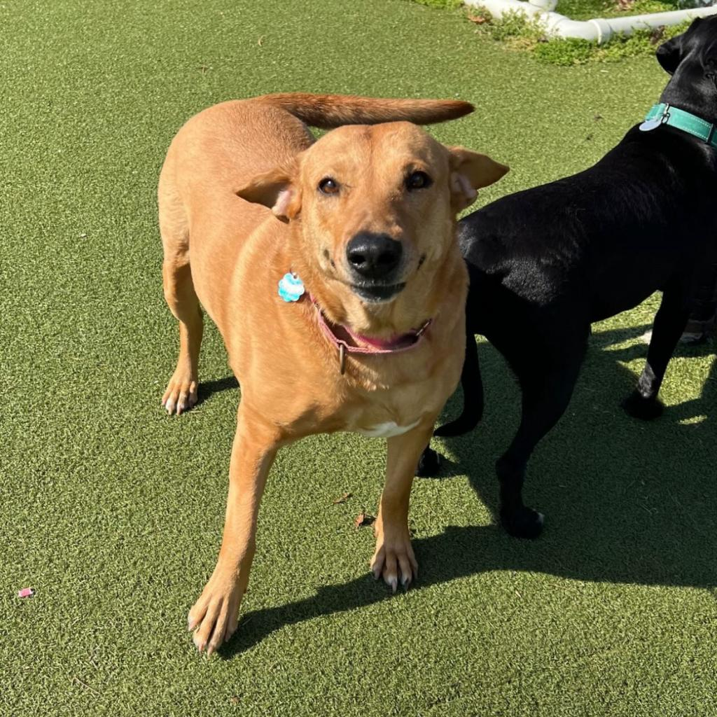 Upsetting Truth: 49% of Rehomed Dogs Are Surrendered Because They’re “Too Much”