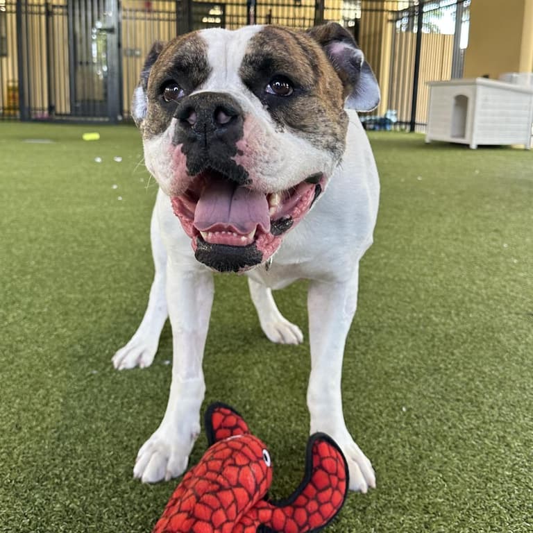 Hero Dog Saved Many Lives with Her Blood Donations—Now She Needs a Family to Save HER!