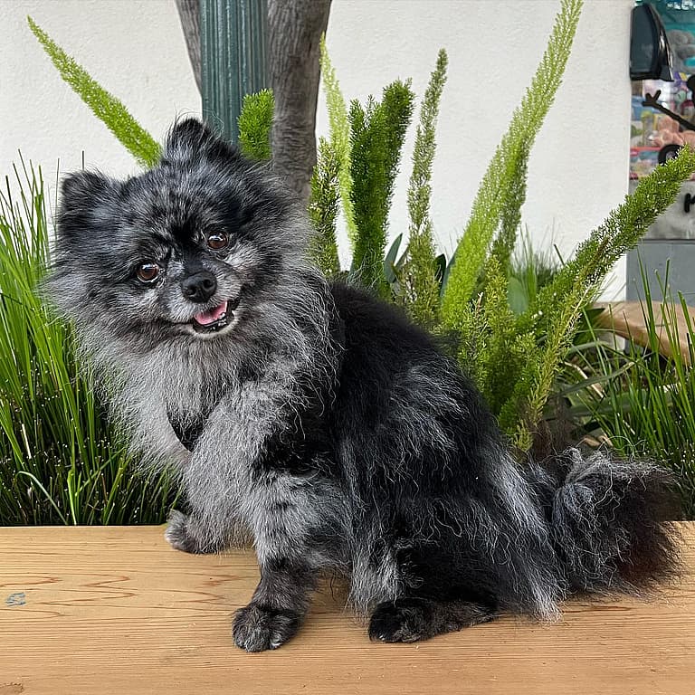 Blue Merle Pomeranian