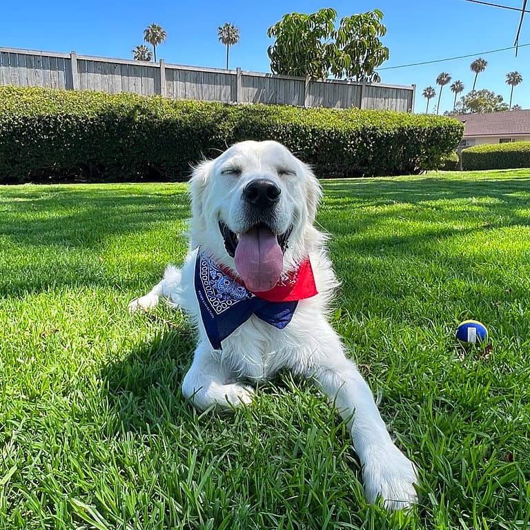 White Golden Retrievers