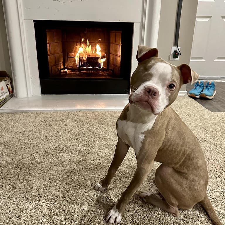 One Eye, Full Heart: A Boxer's Inspiring Journey From Stray to Survivor