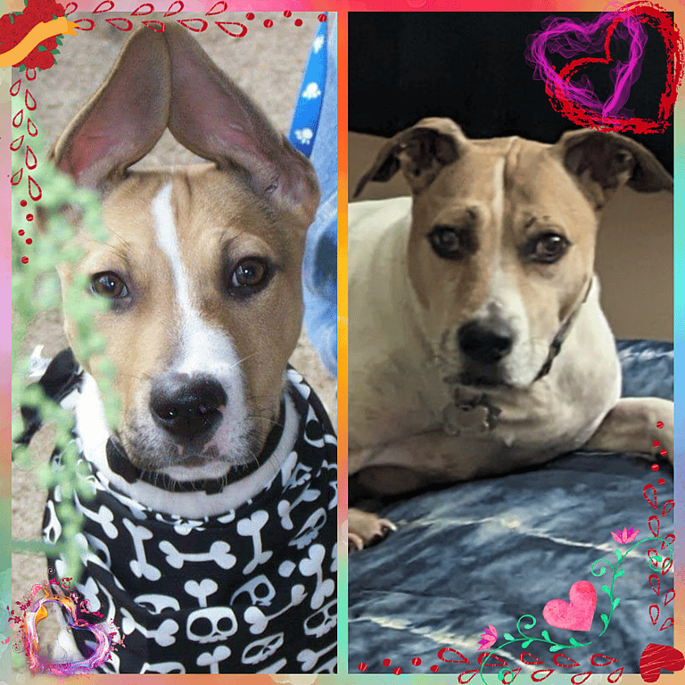Couple Heartbroken They Can't Have Kids Adopt Abandoned Puppy Who Needed Parents