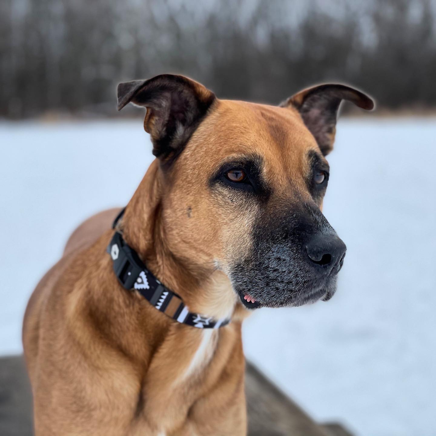 The Black Mouth Cur