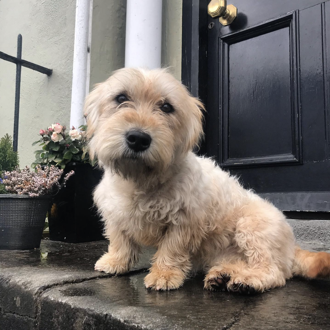 Ireland's Favorite Dog