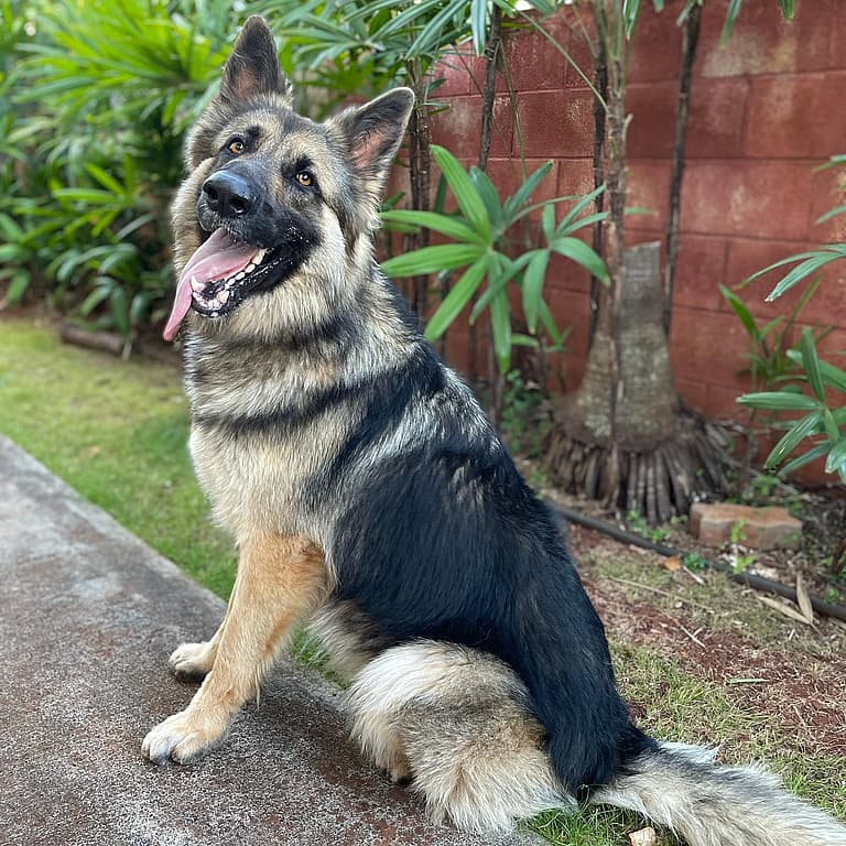 Sable German Shepherds