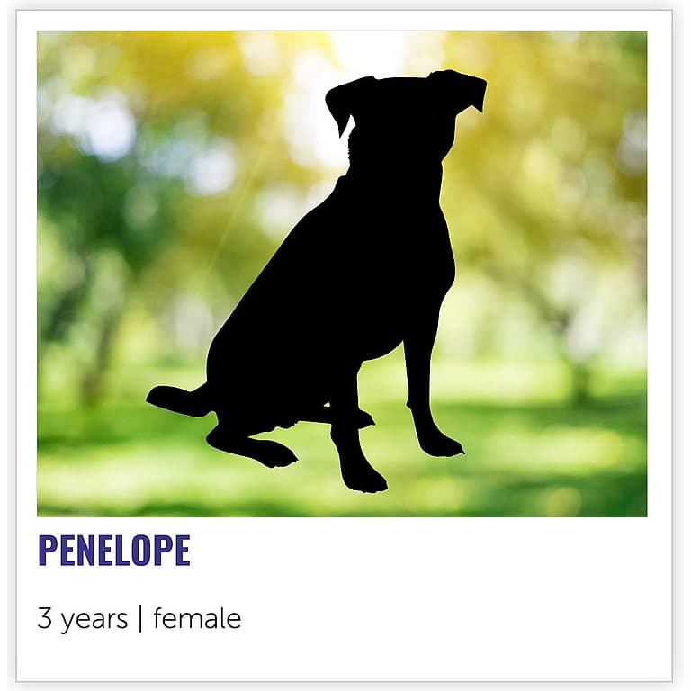 Nebraska Shelter's Covert Operation to Protect One Special Dog