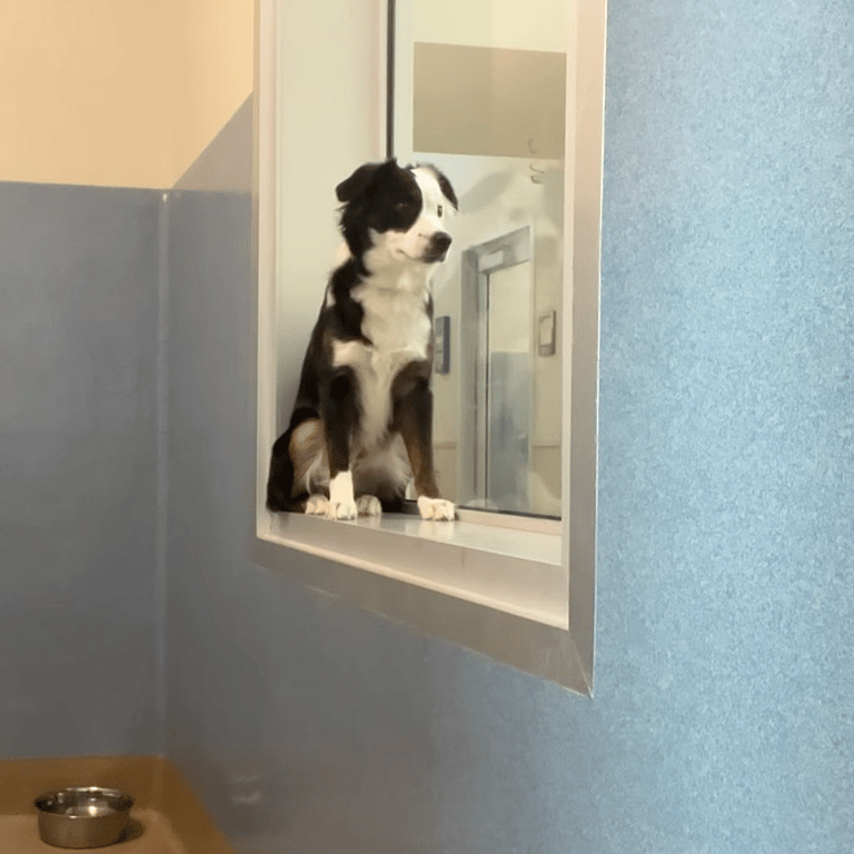 “How Much is That Doggie in the Window?”To A Song That Advocates for Adoption