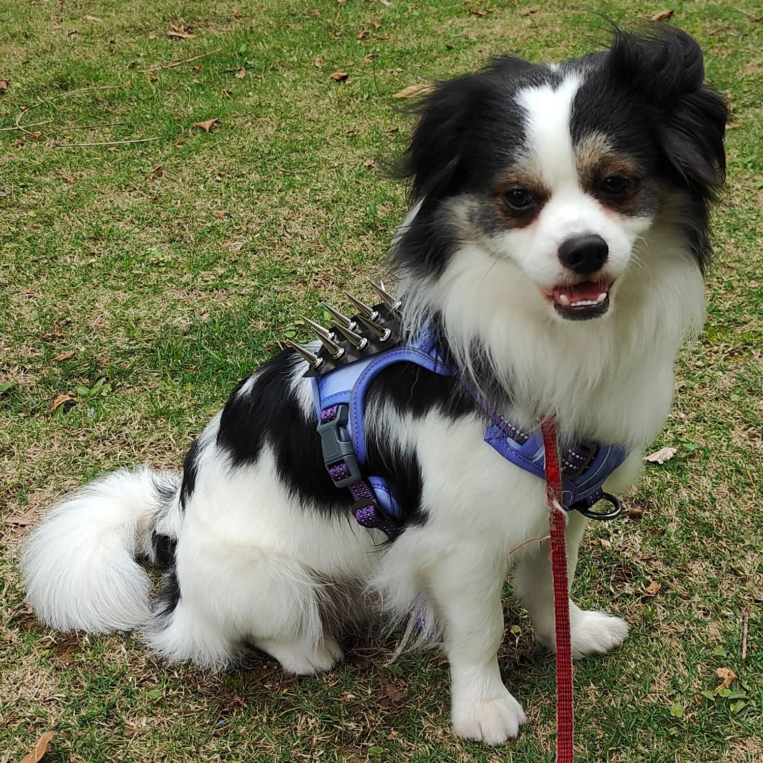 Coyote Vests For Dogs