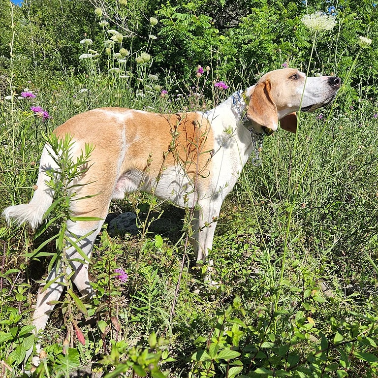 an English Foxhound