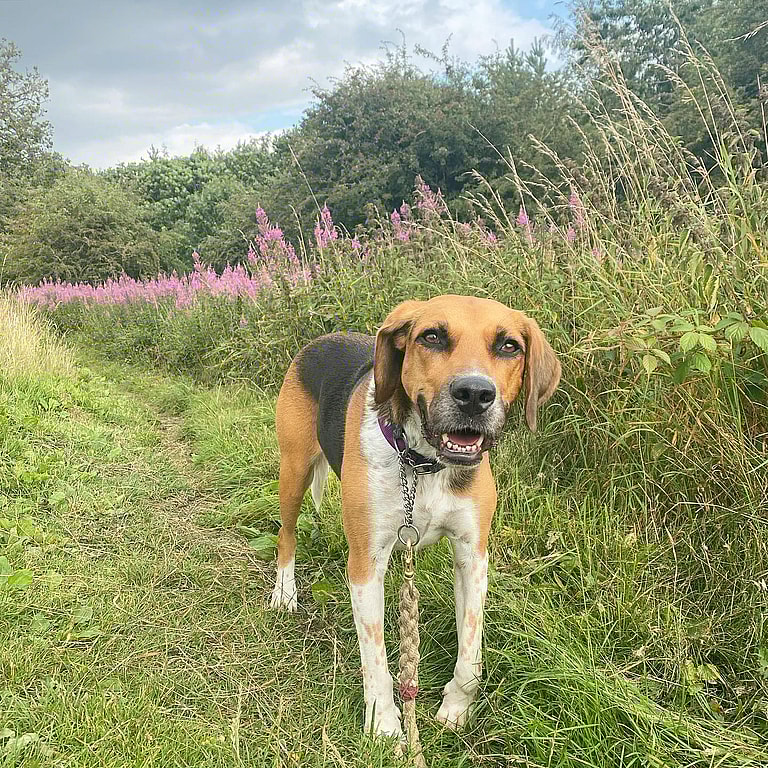 an English Foxhound