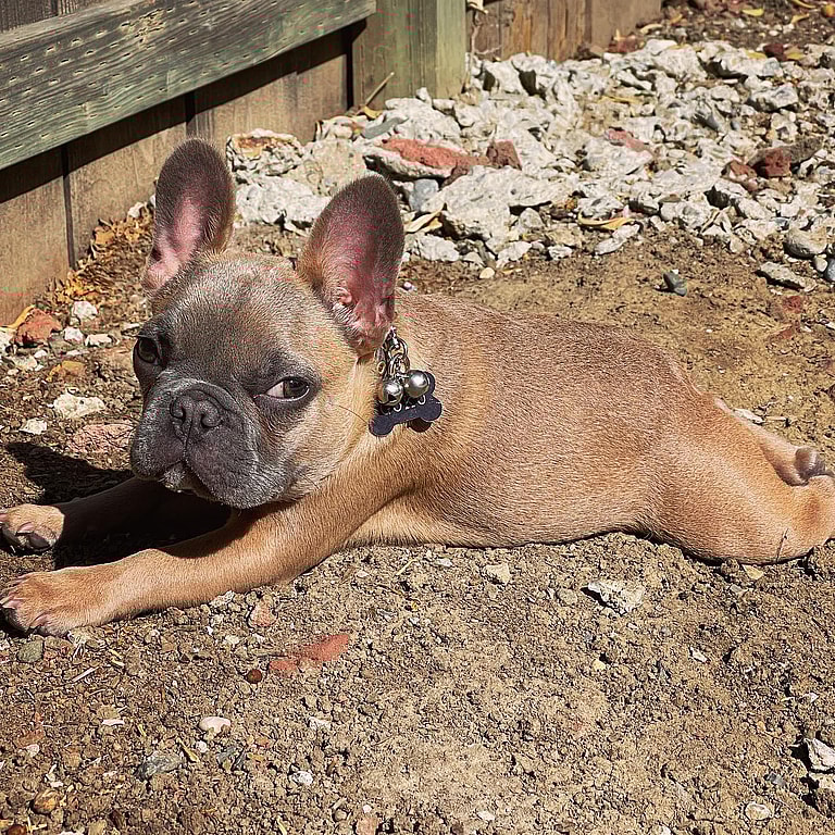 Mini French Bulldog