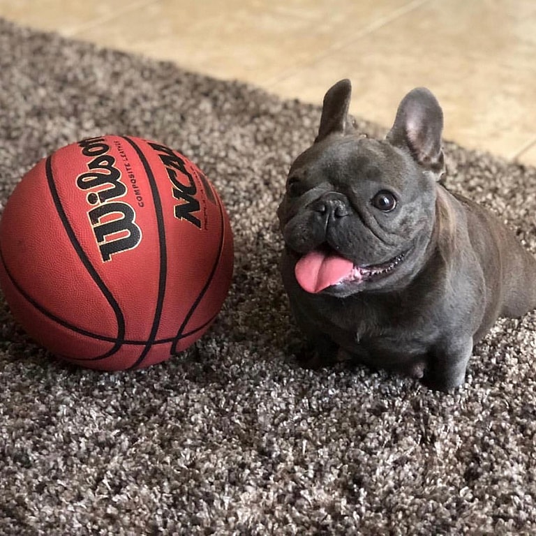 Mini French Bulldog