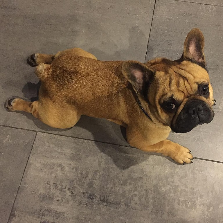 Mini French Bulldog