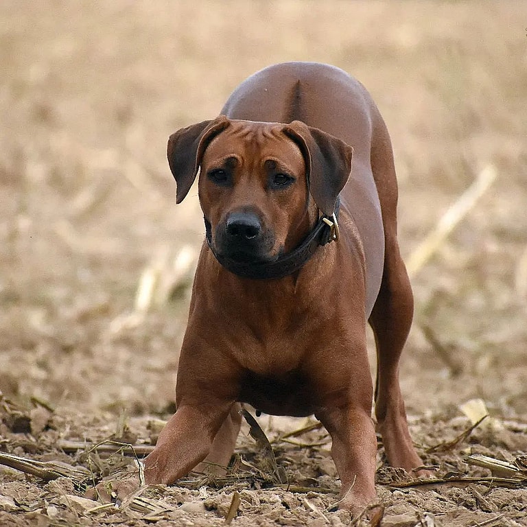 High Prey Drive in Dogs