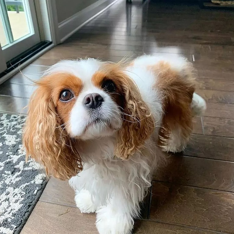 Dog Breeds with Low Prey Drive