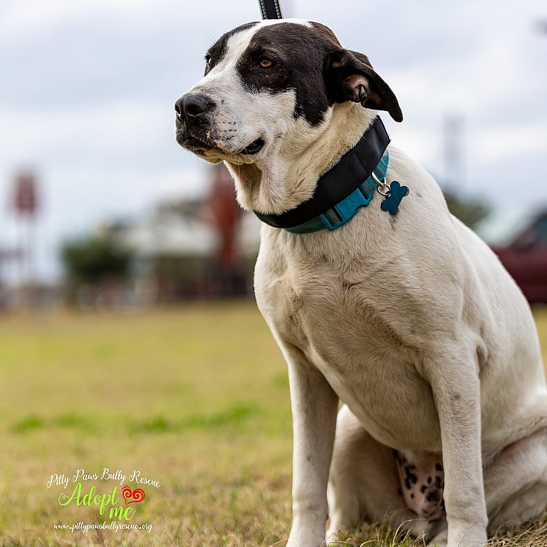 dog 700 days in foster care