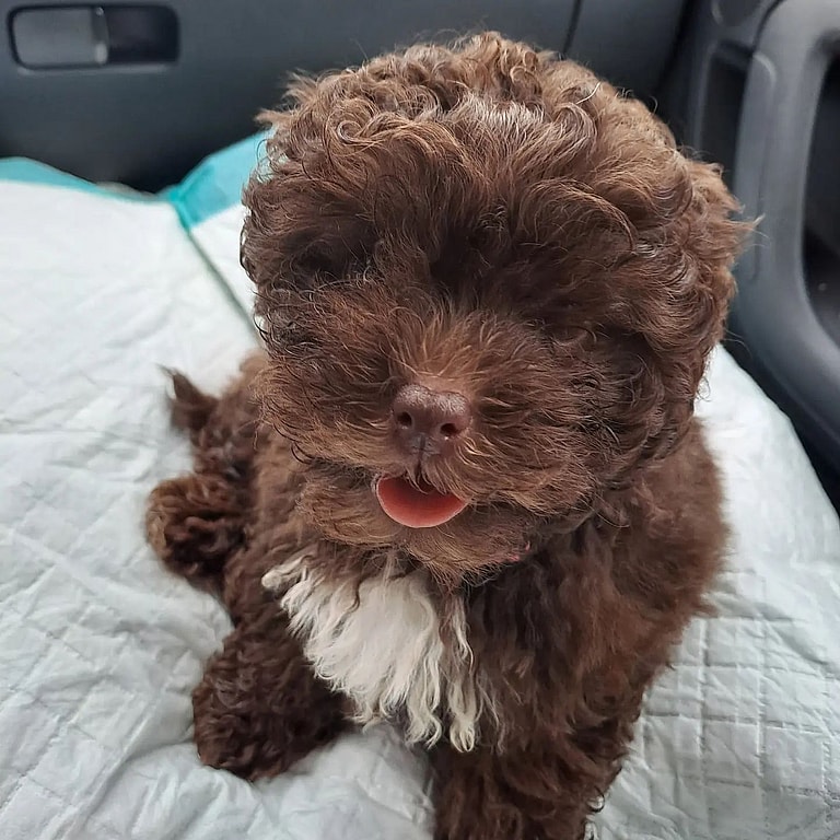 Russian Bolonka Puppy: Pulla