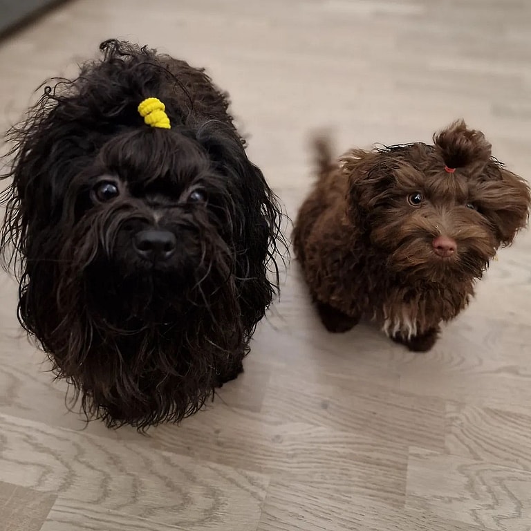 Russian Bolonka Puppies: Ilo & Valo