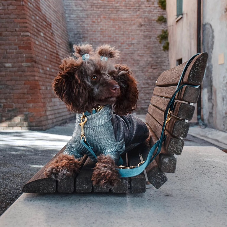Brown Poodle - Burberry teddy