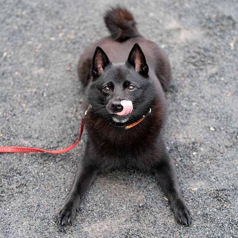 Schipperke Dogs: Neri