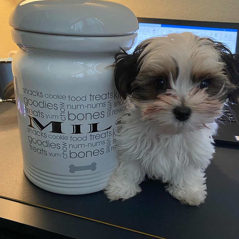 Milo the Parti Yorkie