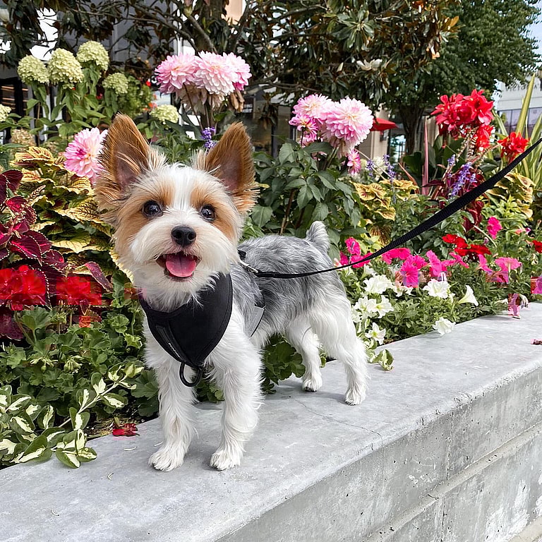 Ramenius the Parti Yorkie