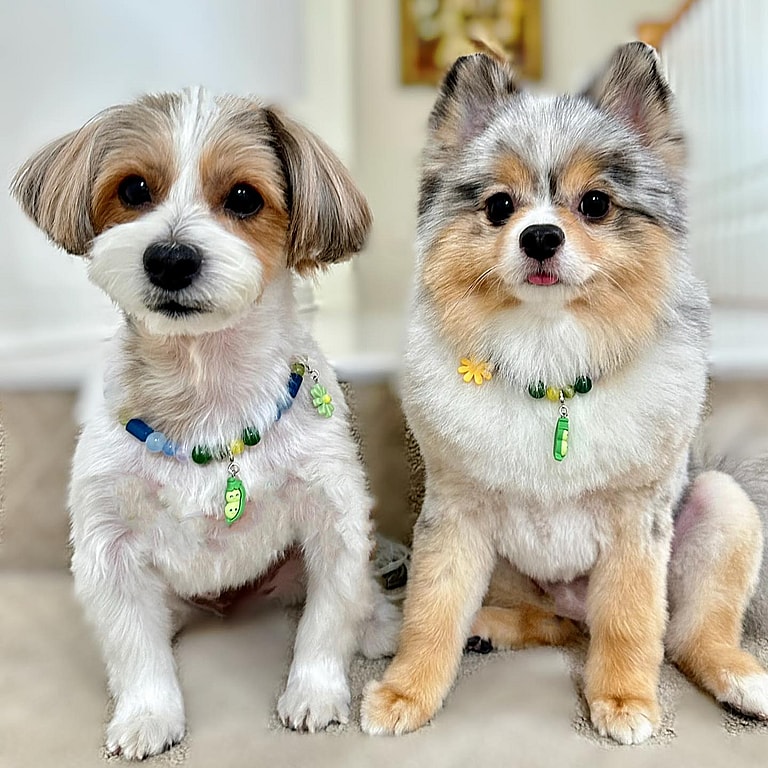 Lucky the Parti Yorkie