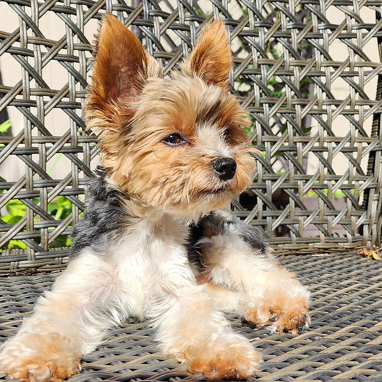 Boba the Parti Yorkie