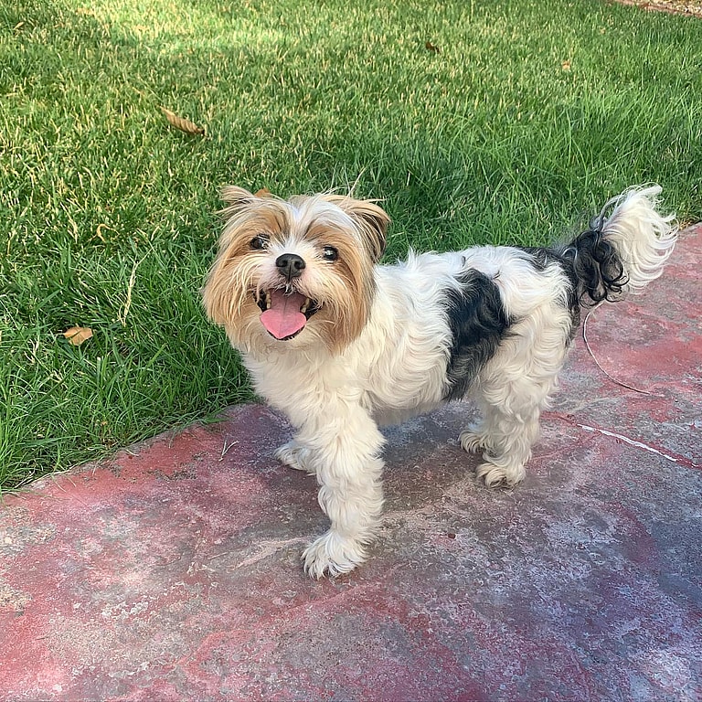 Tinsley the Parti Yorkie