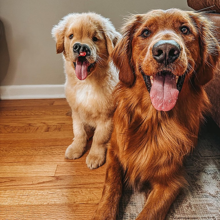 red golden retriever