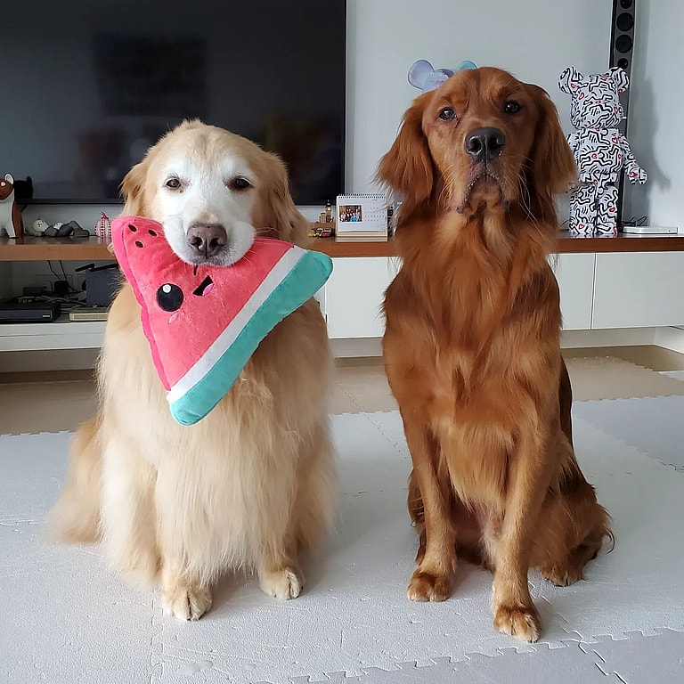 red golden retriever