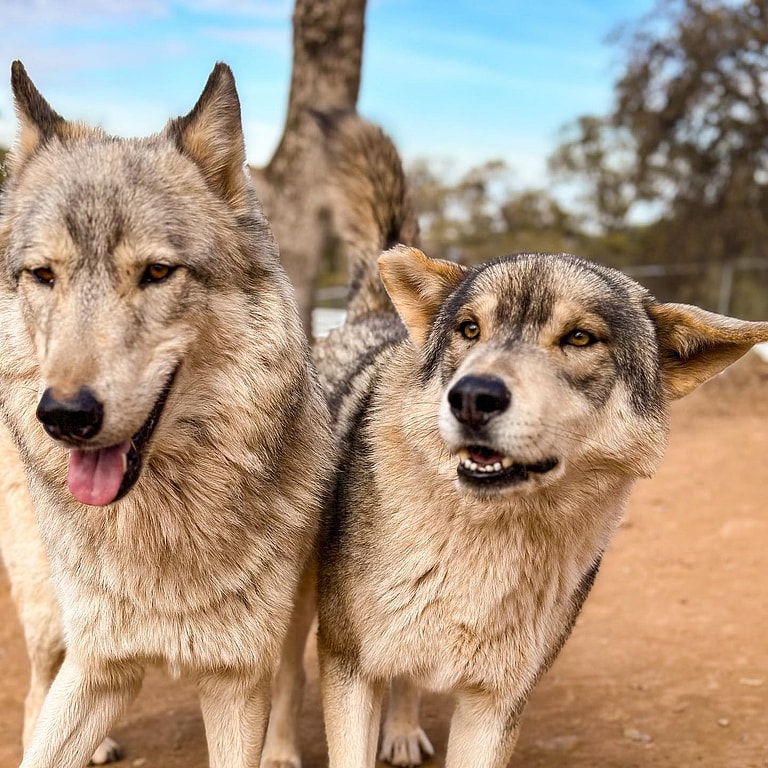 Breeds of Dogs That Increase Homeowners Insurance: Husky