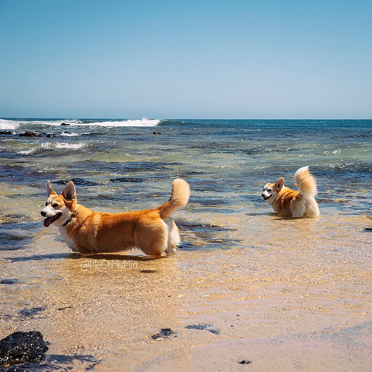 Corgis With Tails: Mia and Ganon