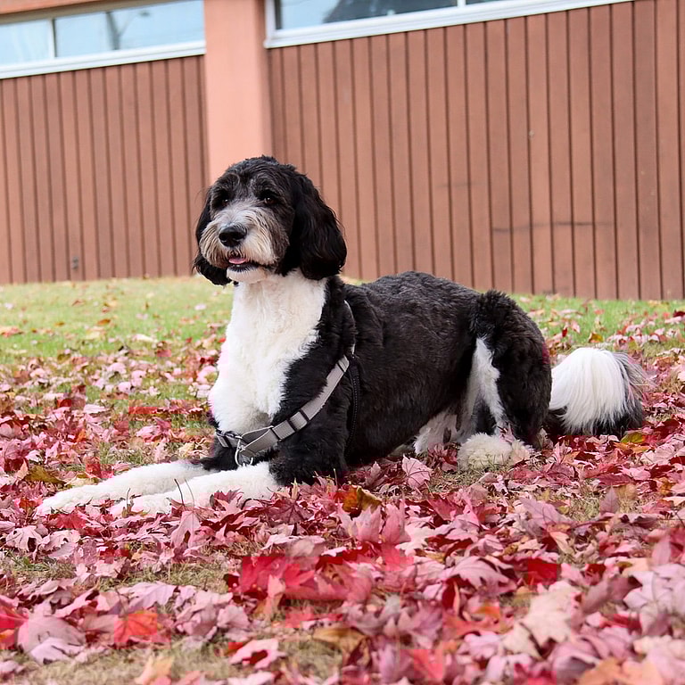 Sheepadoodle