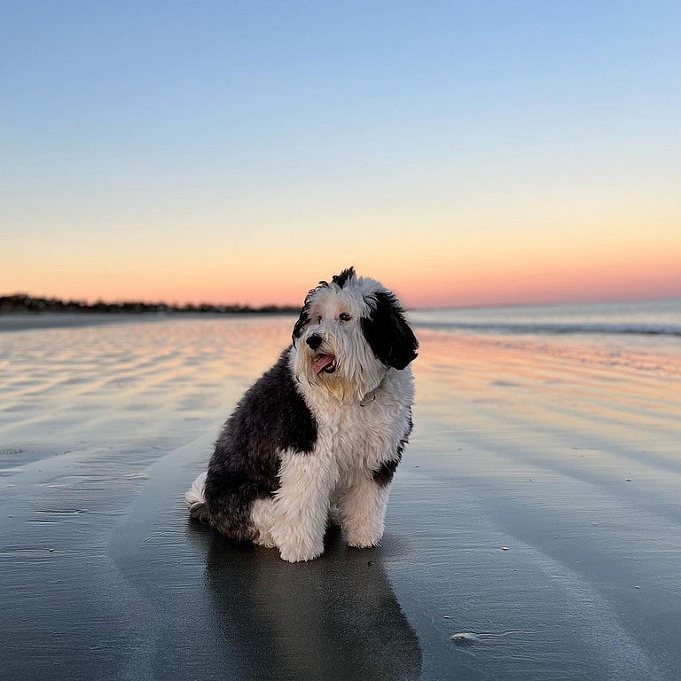 Sheepadoodle