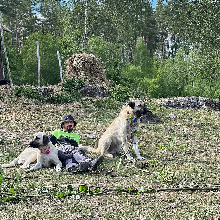 Kangal Dog