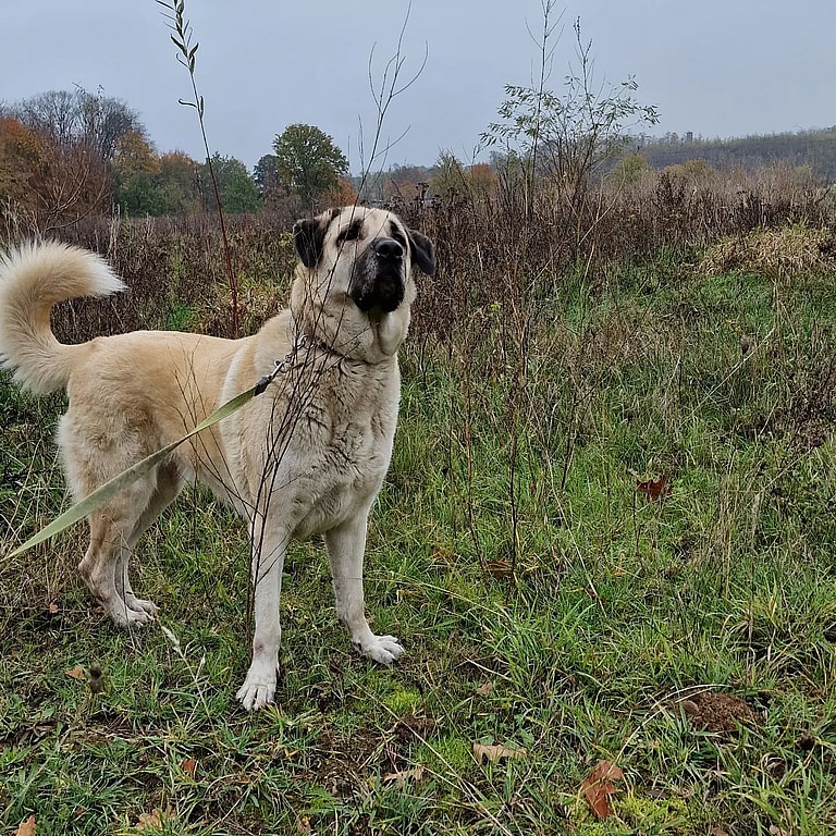 Kangal Dog