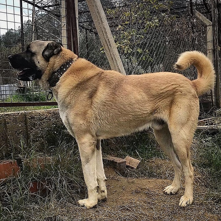 Kangal Dog