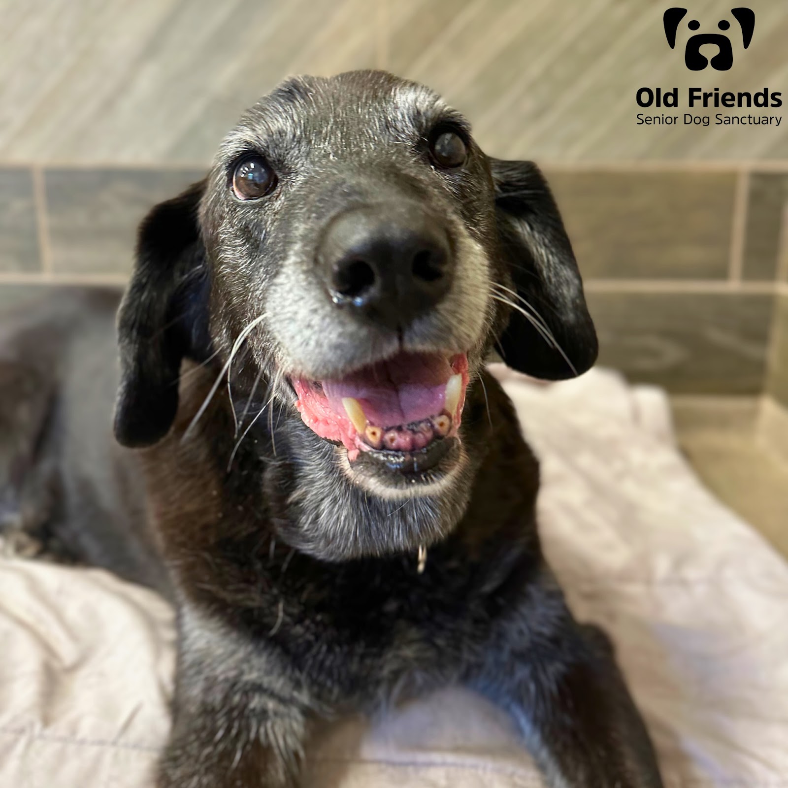 Best Dog Breeds for Seniors - Senior dogs