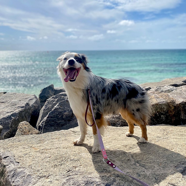 Blue Merle Australian Shepherds