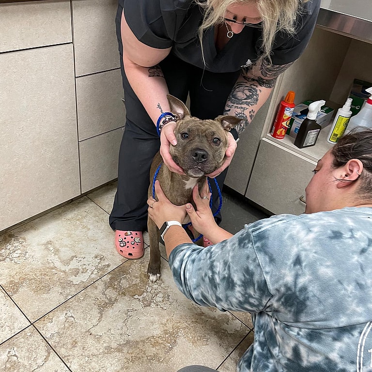 With Deadline Looming, Mara the Pit Bull Races To Find Someone To Give Her A 2nd Chance