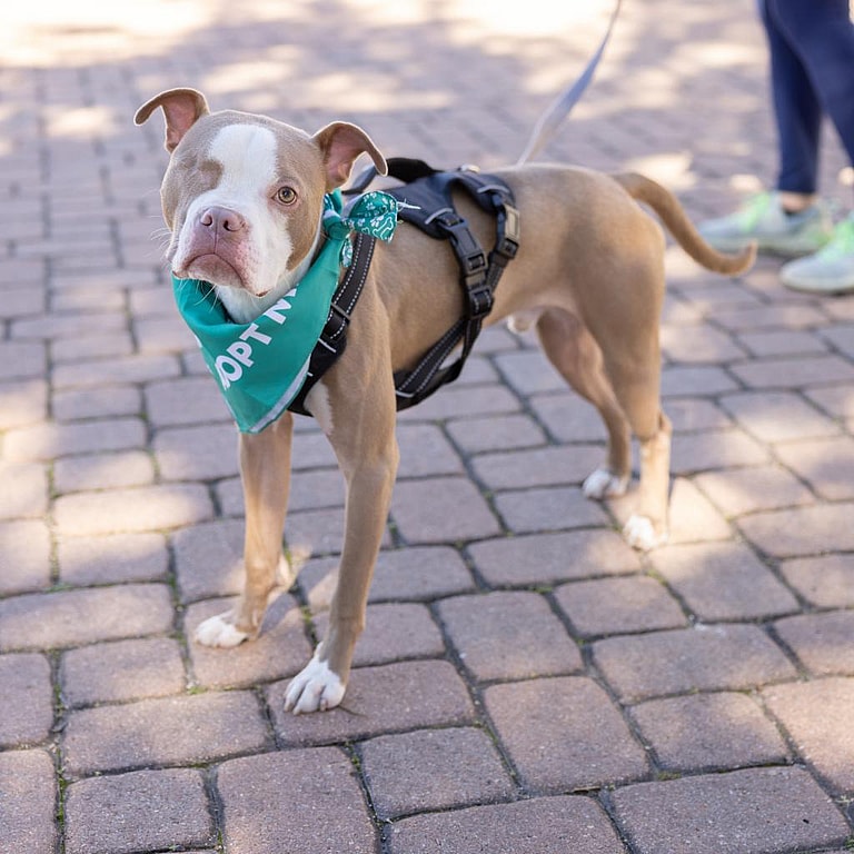 One Eye, Full Heart: A Boxer's Inspiring Journey From Stray to Survivor